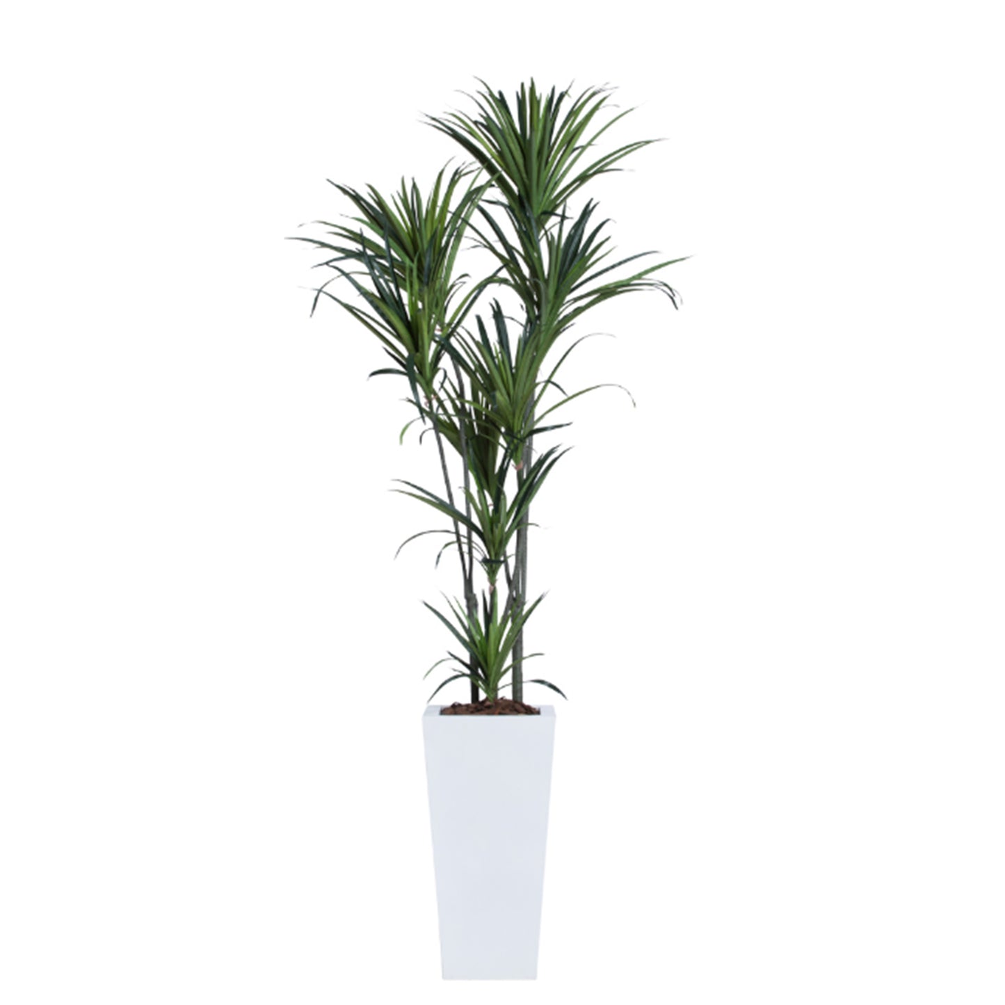 6' Dracena in White Square Pot