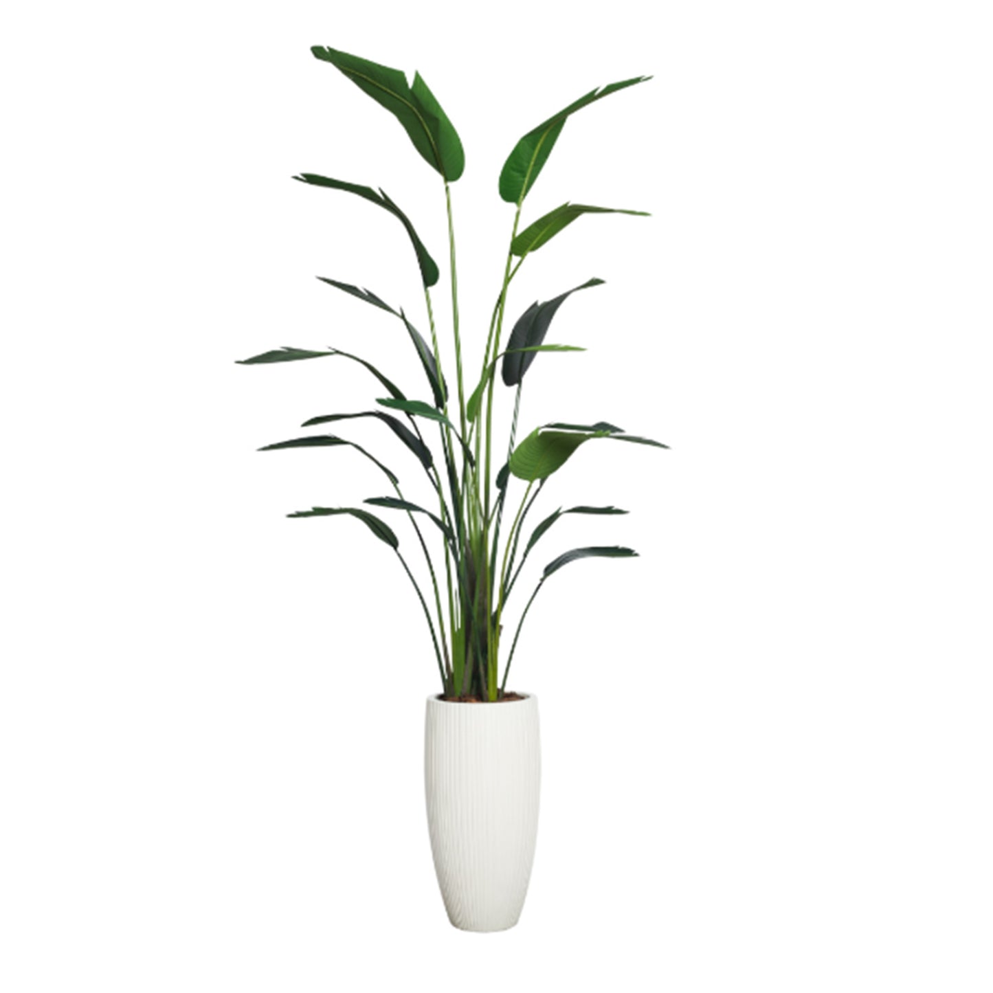 Travelers Palm