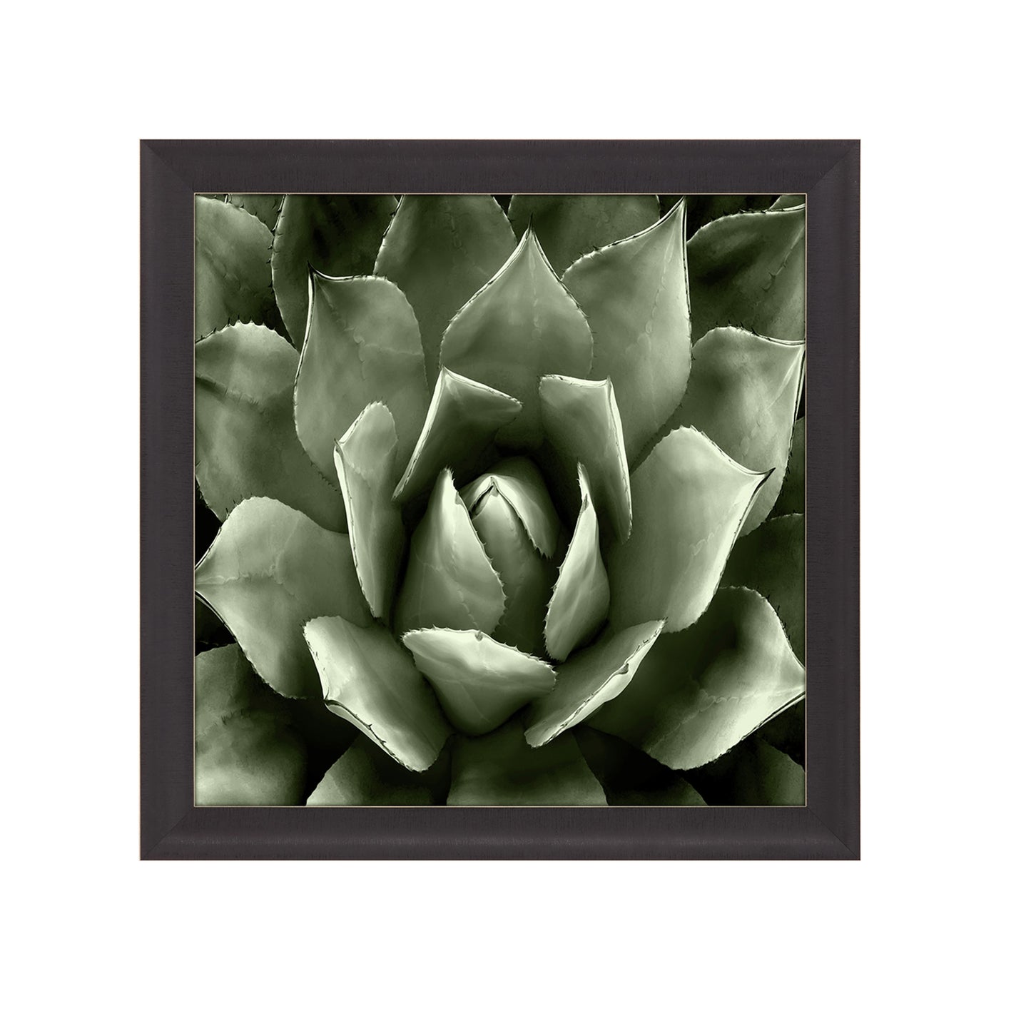 Green Succulent Framed Prints