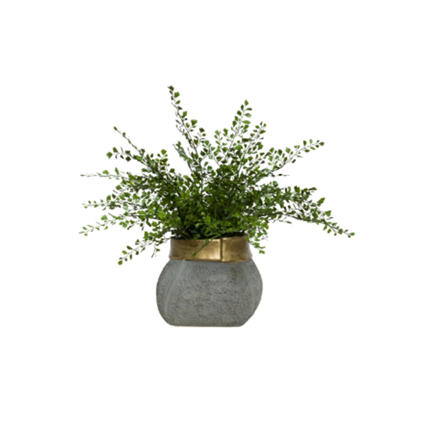Maiden Hair in LG Grey/Gold Pot