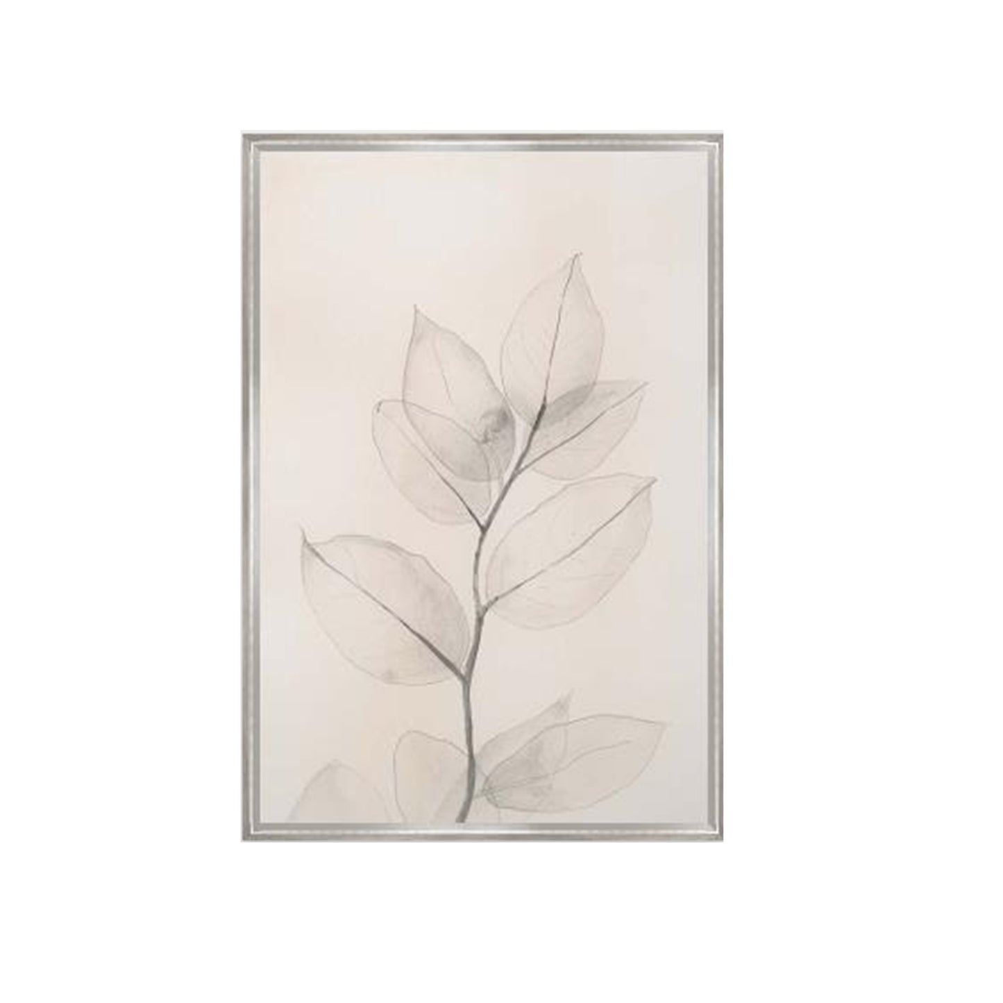 Pearly Eucalyptus III