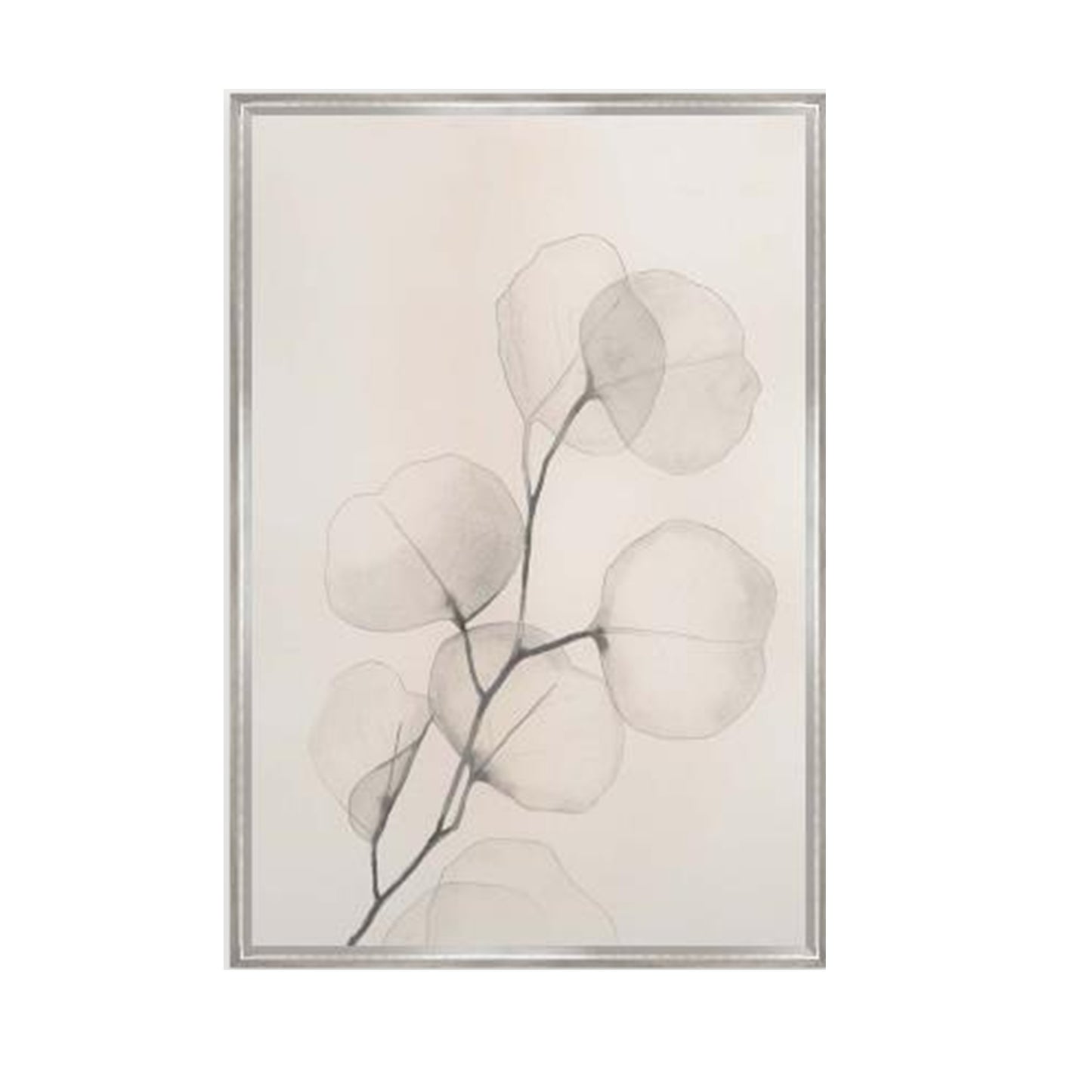 Pearly Eucalyptus VI