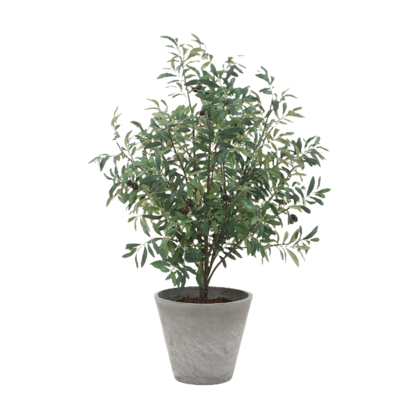 Marisol Potted Olive