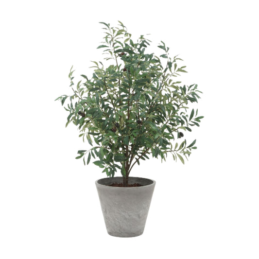 Marisol Potted Olive
