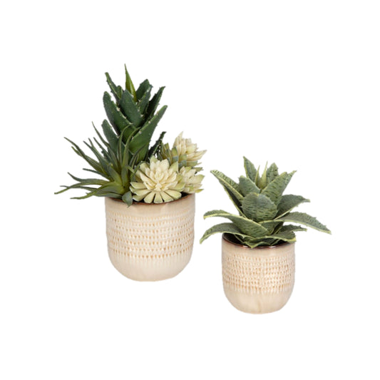 Seaside Succulents, S/2
