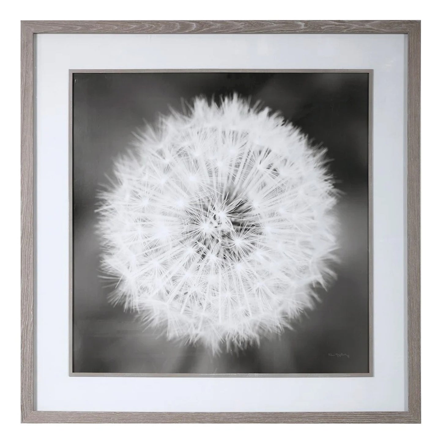 Dandelion Seedhead Framed Print